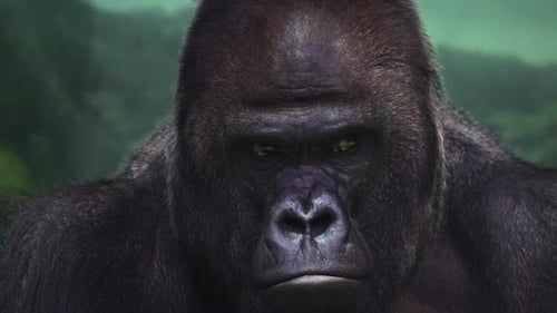 Close-up Portrait of a Powerful Gorilla