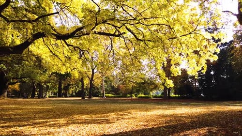 Kamera-Bewegungsaufnahme von goldenen Bäumen in wunderschöner Herbstsaison im Margaretenpark, Budapest