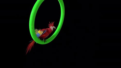 Parrot in the Ring