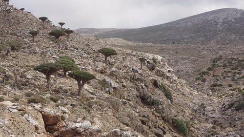 Dragon blood trees on Socotra island, Yemen. Dracaena cinnabari