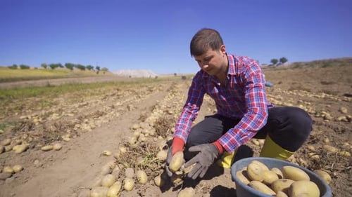 Farmer picking potatoes in the field.