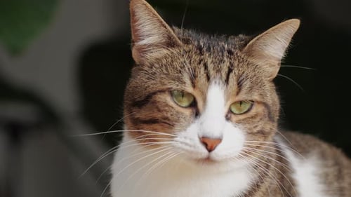 Close Up of Cute Tabby Cat