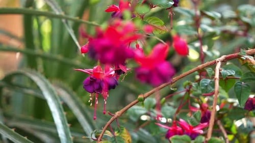 Pulling-Aufnahme von wunderschönen, leuchtend rosafarbenen, fuchsiafarbenen Blütenpflanzen, die im botanischen Raum blühen