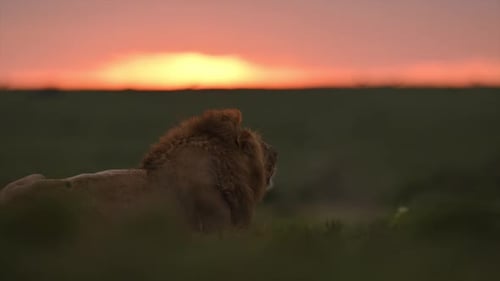 Close up shot of a Lion resting in Kenya grassland at sunset
