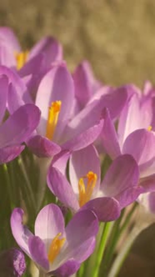 Flowering crocus spring flowers