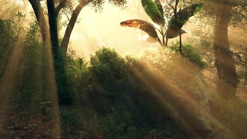 Sunlight Filters Through Trees in a Lush Forest During Golden Hour