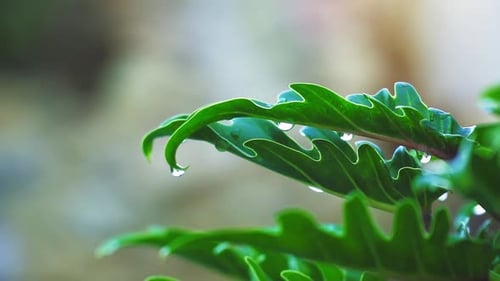 Beautifully structured Green Leaves with rain drops at the end , dew laden leaves
