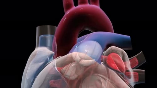 3D Animated Human Heart Anatomy with Pumping Valves