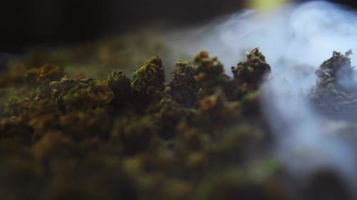Cannabis flowers of cbd and thc marijuana buds filmed from up close as the smoke pass in front. Alte