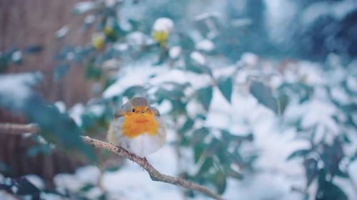 Robin bird turning its head to get a better view and flying away.