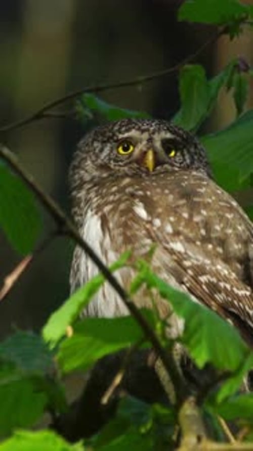 Vue verticale du hibou, de la faune dans la forêt profonde