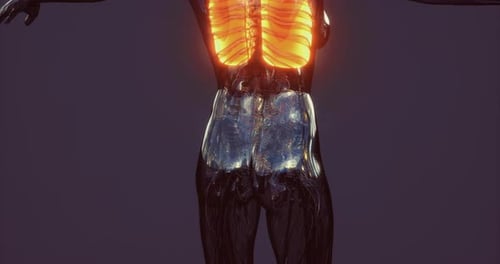 3D Animation of Human Lungs Breathing for Medical Science