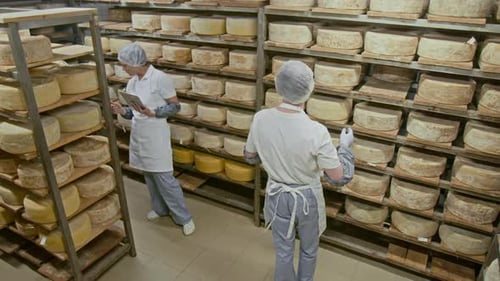 Two Factory Technologists Searching for Particular Cheese in Ripening Chamber