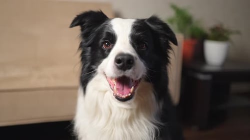 Smiling black and white dog sitting indoors