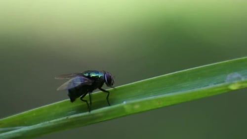Macro Shot of a Fly on Grass