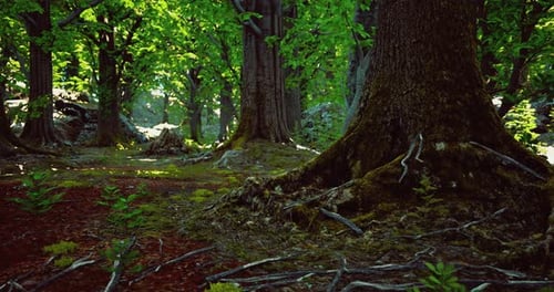 Exploring a Tranquil Forest with Lush Greenery and Ancient Trees