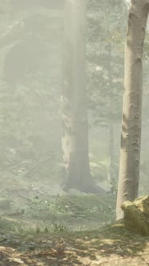 Early Morning at Forest Hiding in the Fog