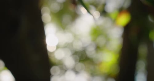 Beautiful natural green sunshine bokeh background. Rays of sunlight break through the foliage of tre