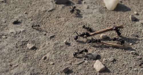 Ants on the ground, in southern France