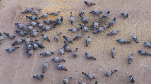 pigeons eating grains at day from top angle
