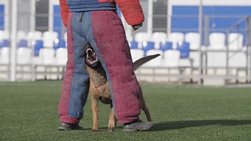Dog Biting Leg of Person in Training Suit