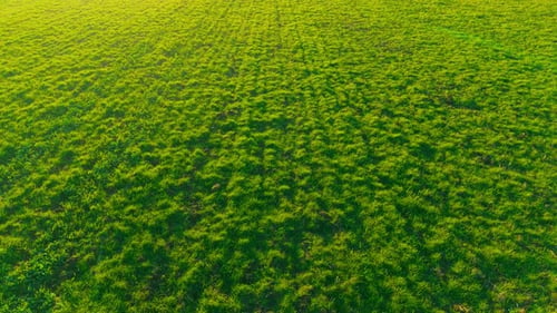 Endless Pasture Field with Vibrant Green Grass Covering Rural Farmland Fodder Meadow Growing Across