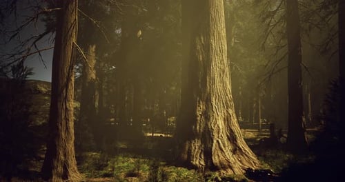 Sunlight Filters Through Tall Trees in a Serene Forest Setting