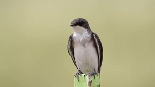 Close up of a Tree Swallow on a fence post