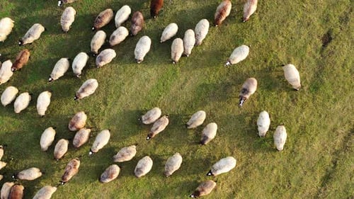 Sheep on meadow background. Wooly white and brown animals grazing on field.