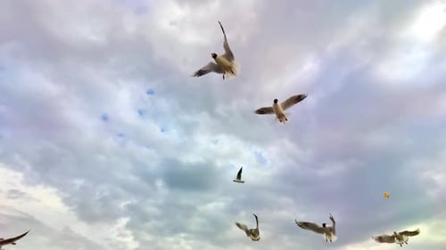 Flock Of Seagulls Feeding Bread In A Cloudy Sky In Spring 8