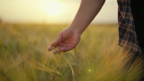 Man Farm Worker Agronomist Touch Ripe Wheat Ear on Field Separate It on Grains to Check Ripening