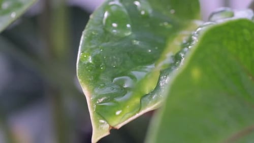 Bright Green Leaf of a Plant with Water Drops