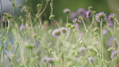 Bienen und Insekten tummeln sich über den farbenfrohen lila Blumen, die auf der üppig grünen Herbstwiese blühen.
P