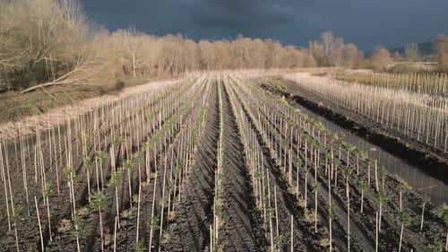 Aerial footage of saplings at sunset
