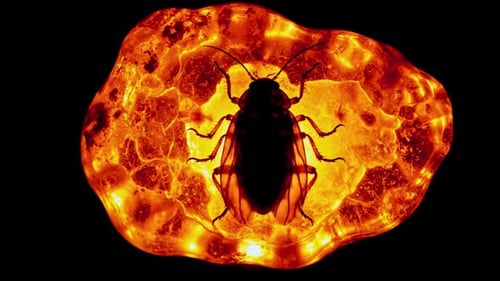Versteinerter Käfer, gefangen in Bernstein mit leuchtendem orangefarbenem Licht