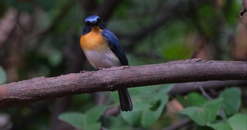 La cámara se aleja y se desliza hacia la izquierda mientras este pájaro mira hacia la derecha, mosca azul de Indochina