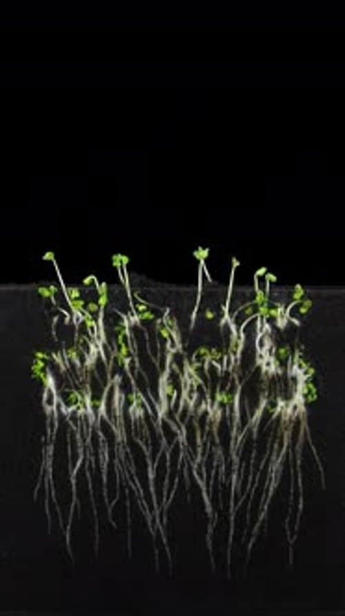 Growing rapeseeds in 2025 shape in rhizobox with ALPHA channel, vertical orientation