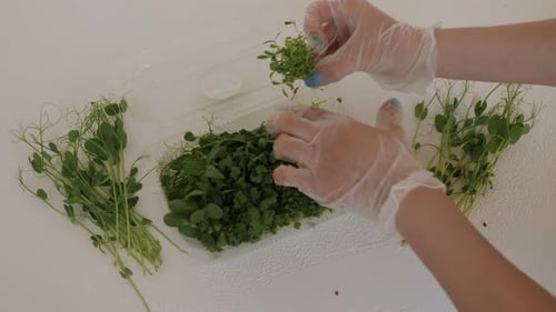 Une femme en gants met un microgreen dans une boîte sur fond blanc
