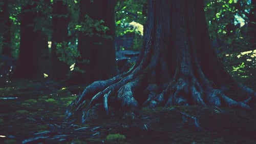 Large and Long Tree Roots with Moss