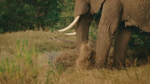 Big 5 Wild African Elephant standing and eating grass with trunk in slow motion, pan up to eyes 4k