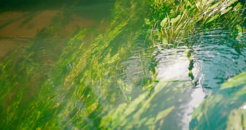 Natural plants, grass, and algae moving under a clear fresh river water stream.