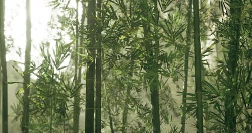 Lush Bamboo Forest Illuminated By Soft Morning Light in Serene Environment