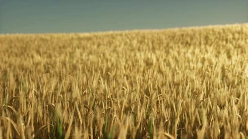 Agricultural Wheat Field Under Sunset