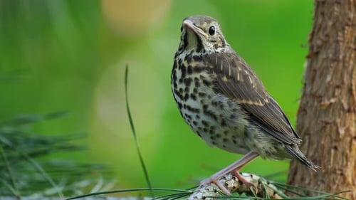 Young Thrush on the Pine Tree in Forest