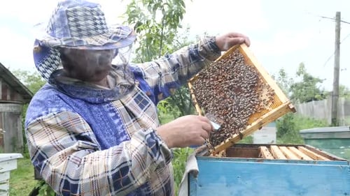 P436. The beekeeper carefully examines the frame filled with bees and honey.