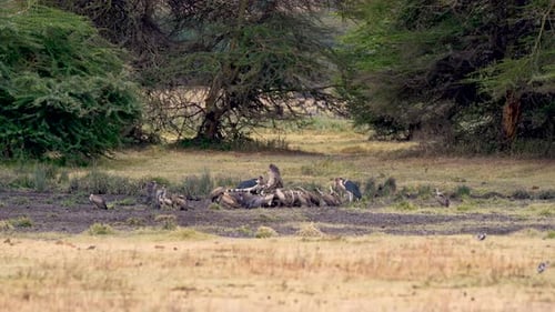 Gänsegeier und Marabustörche im Ngorongoro-Schutzgebiet, Afrikaansammlung, Weitwinkelaufnahme