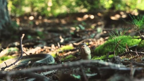Strumpfband Snake gleitet durch Blätter und Stäbchen