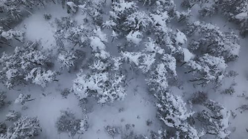 Snowy Mountains and Fog