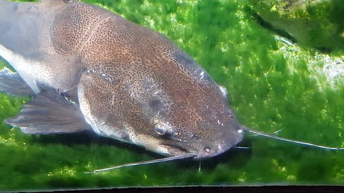 Redtail catfish (phratocephalus hemioliopterus) sleeping very close to the camera