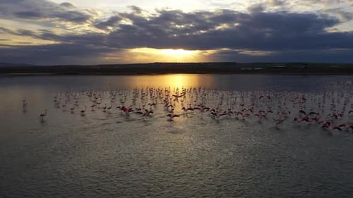 Flamingos Wading in Salt Lake at Sunrise